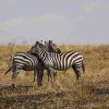 Stripe-Africa-Safari